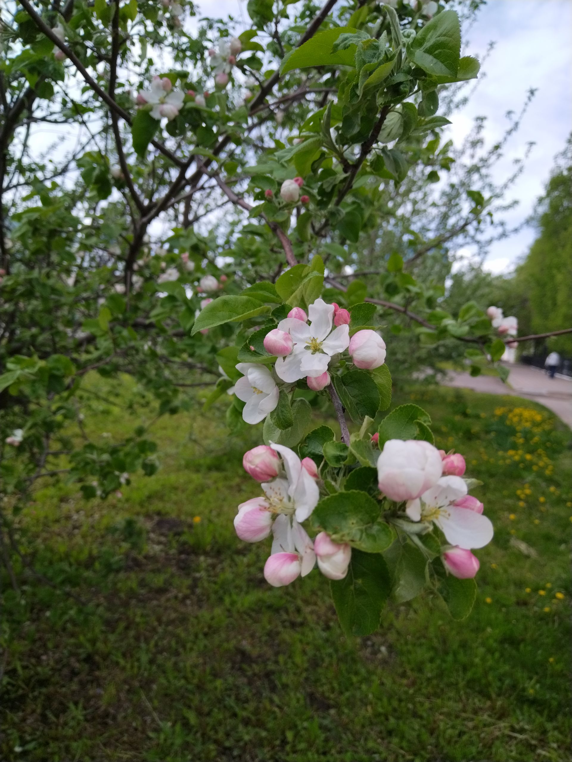 Сезонлы аллергия чорына ничек әзерләнергә: табиб киңәшләре