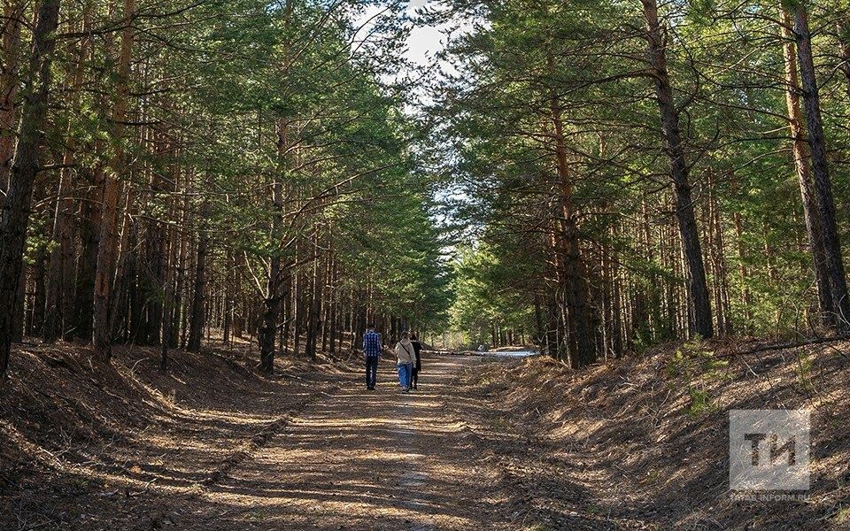 Юрист урманда чүп-чар калдырган өчен штрафлар турында искәртте