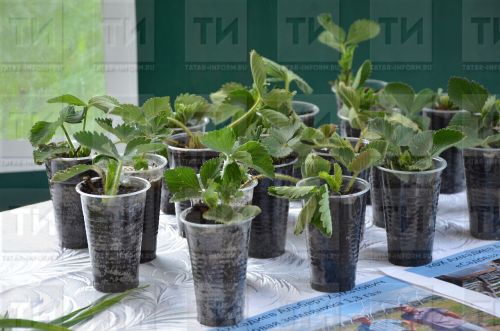 Февраль аенда бакчачыларга ниләр эшләргә?