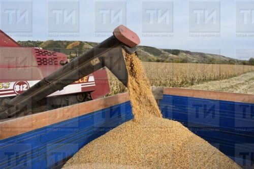 Складта яткан ашлык белән нишләргә? Сатарга -  алучысы юк