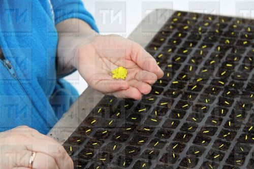 Лениногорскилы сыйфатсыз орлык сатуга шикаять белдерә