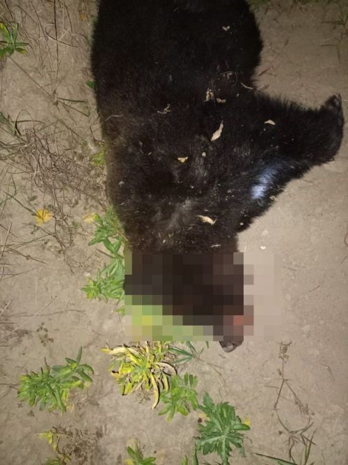 Татарстан юлында автомобиль аюны бәрдергән