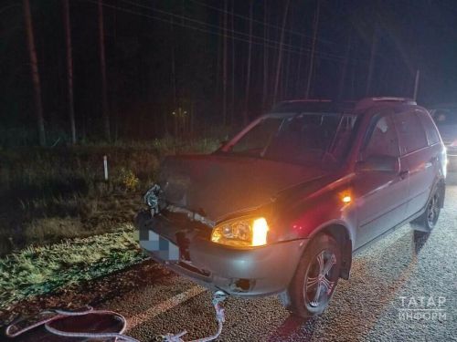 Татарстан юлында автомобиль аюны бәрдергән