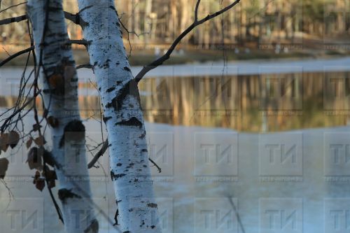 Каен суы: файдасы һәм зыяны...