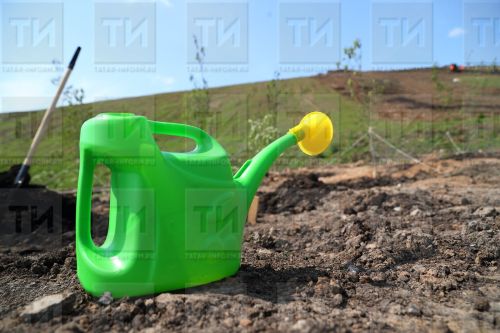 Бакчага гавай розасы утыртырга ярамый. Ни өчен?