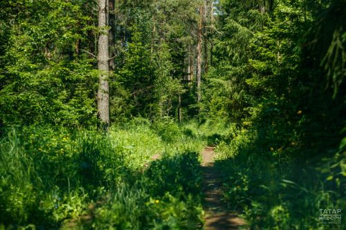 Лениногорск урманнарына керү чикләнде