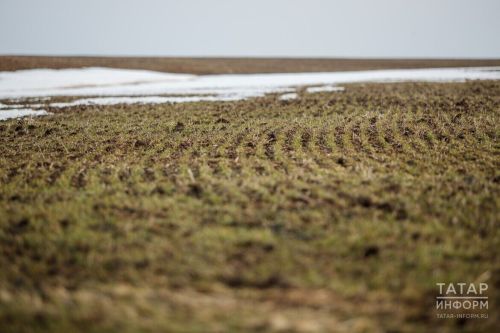 Лениногорск районында язгы кыр эшләре башланды