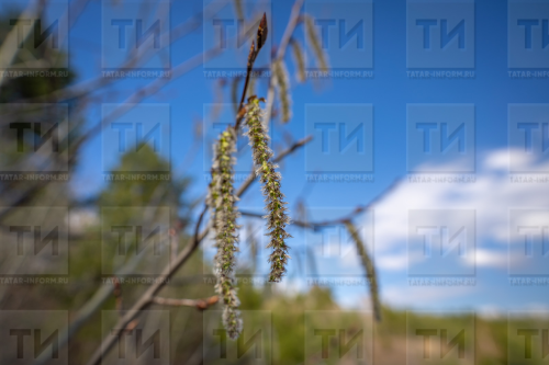 Белгечләр кисәтә: 2026 елда серкә сезоны гадәттәгедән авыррак узачак