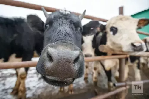 Татарстанга терлек һәм терлек продукциясе кертүгә бәйле яңа чикләүләр бар