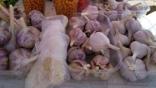 Сарымсакны кайчан һәм ничек утыртырга?