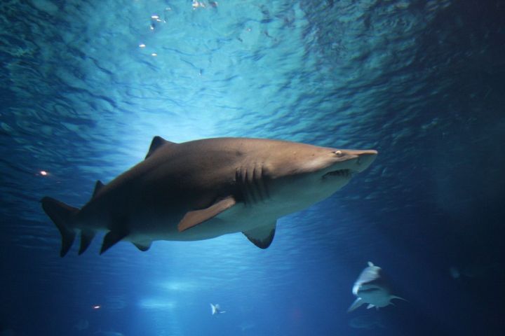 Югалган туристның кулы акула эченнән килеп чыккан