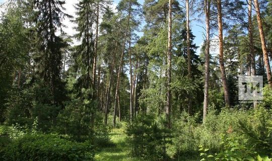 Татарстанда экодиктант язу өчен мәйданчыклар саны ике тапкырга артты