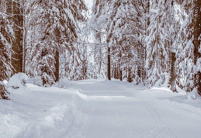 Татарстанда урман чистартканда өстенә агач авып ир-ат үлгән