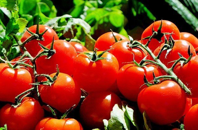 Кыска сабаклы помидор сортларының кайсылары әйбәтрәк?