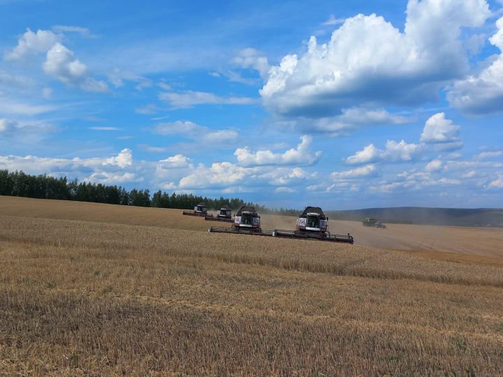 Лениногорск аграрийлары быелгы уракта 60 мең тоннага якын ашлык җыеп алды