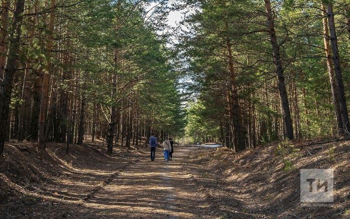 Юрист урманда чүп-чар калдырган өчен штрафлар турында искәртте