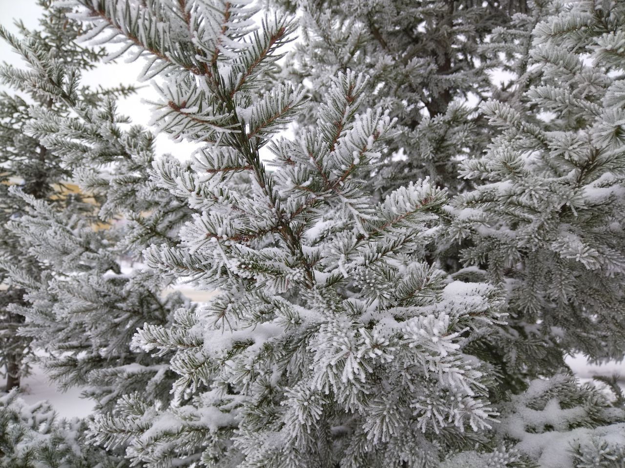 Лениногорскида ял көннәренә һава торышы