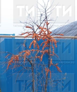 Сырганакның файдасын күрик