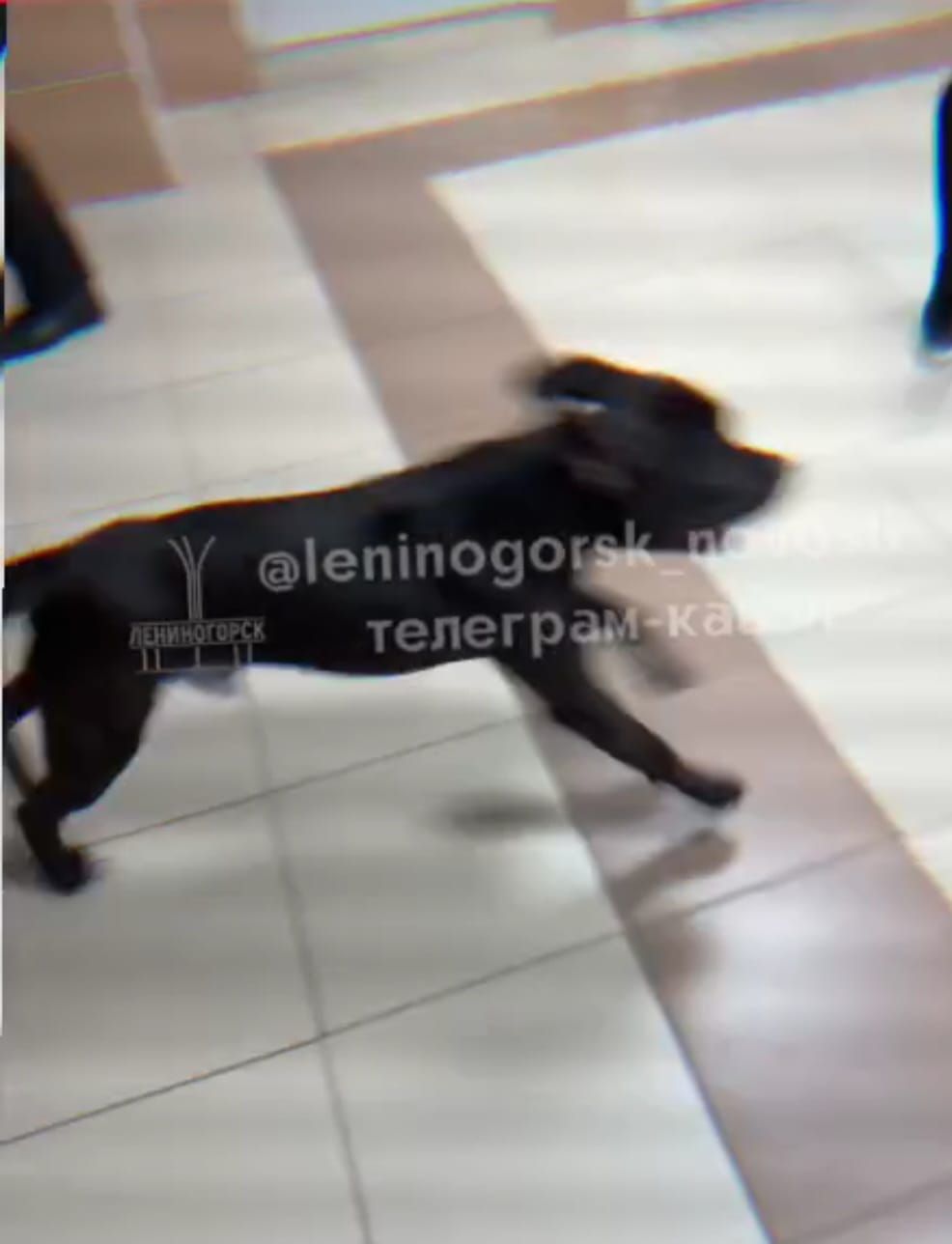 Лениногорскида 7нче мәктәп эченә эт үтеп кергән, мәктәп эчендә йөргән