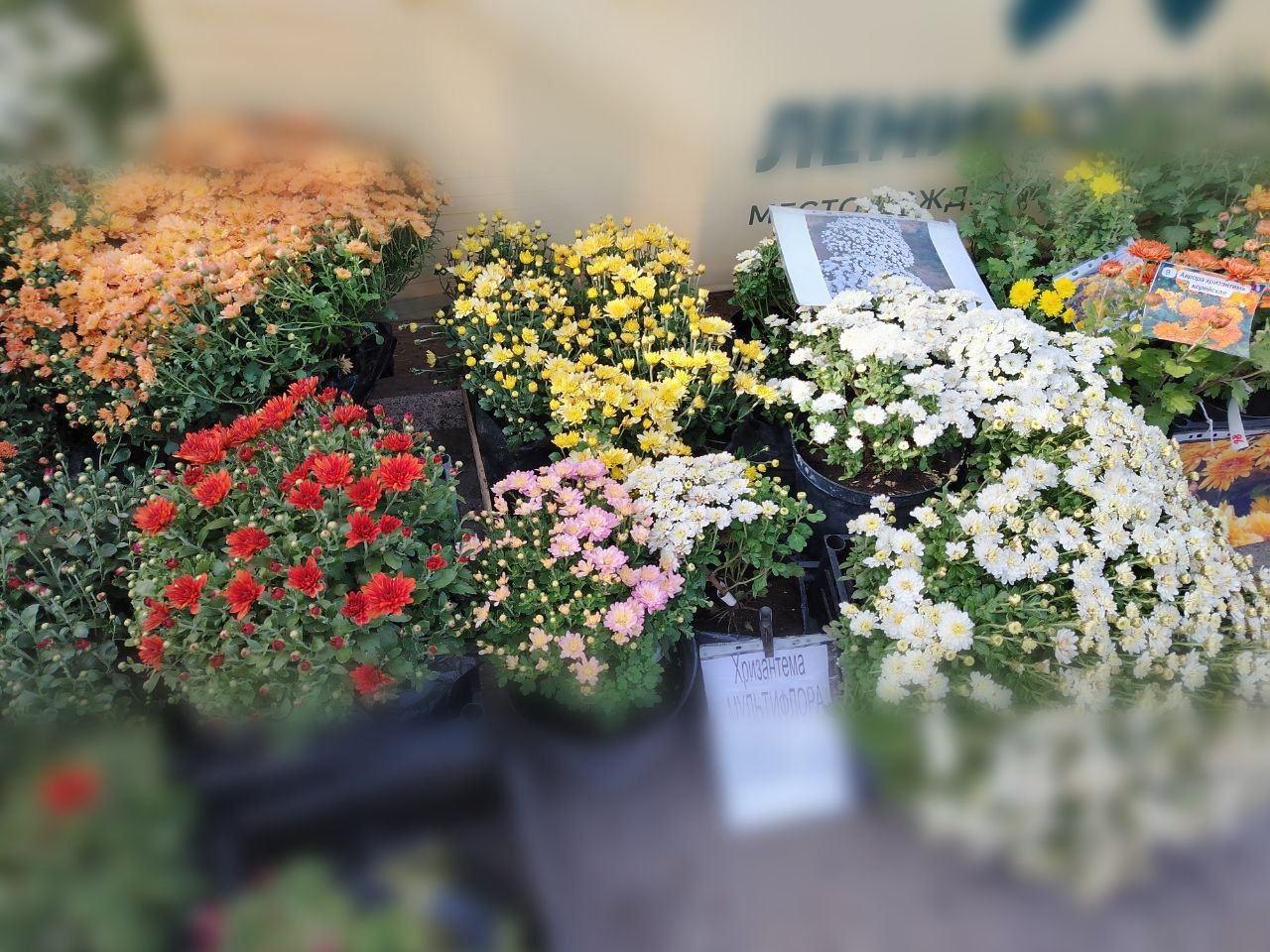Районда матур чәчәкләр үстерү белән шөгыльләнүче эшмәкәрләр
