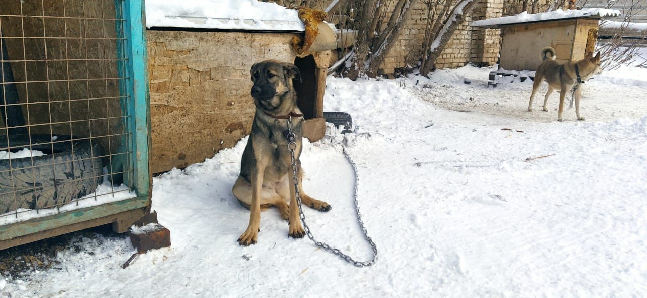 Лениногорск ветеринария берләшмәсе этләрне чиплаштыру кагыйдәләрен аңлата