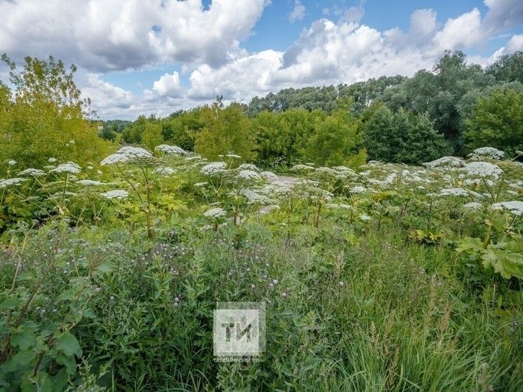 Миллион сумга кадәр штраф: Татарстанда балтырган үскән өчен акчалата штраф салачаклар