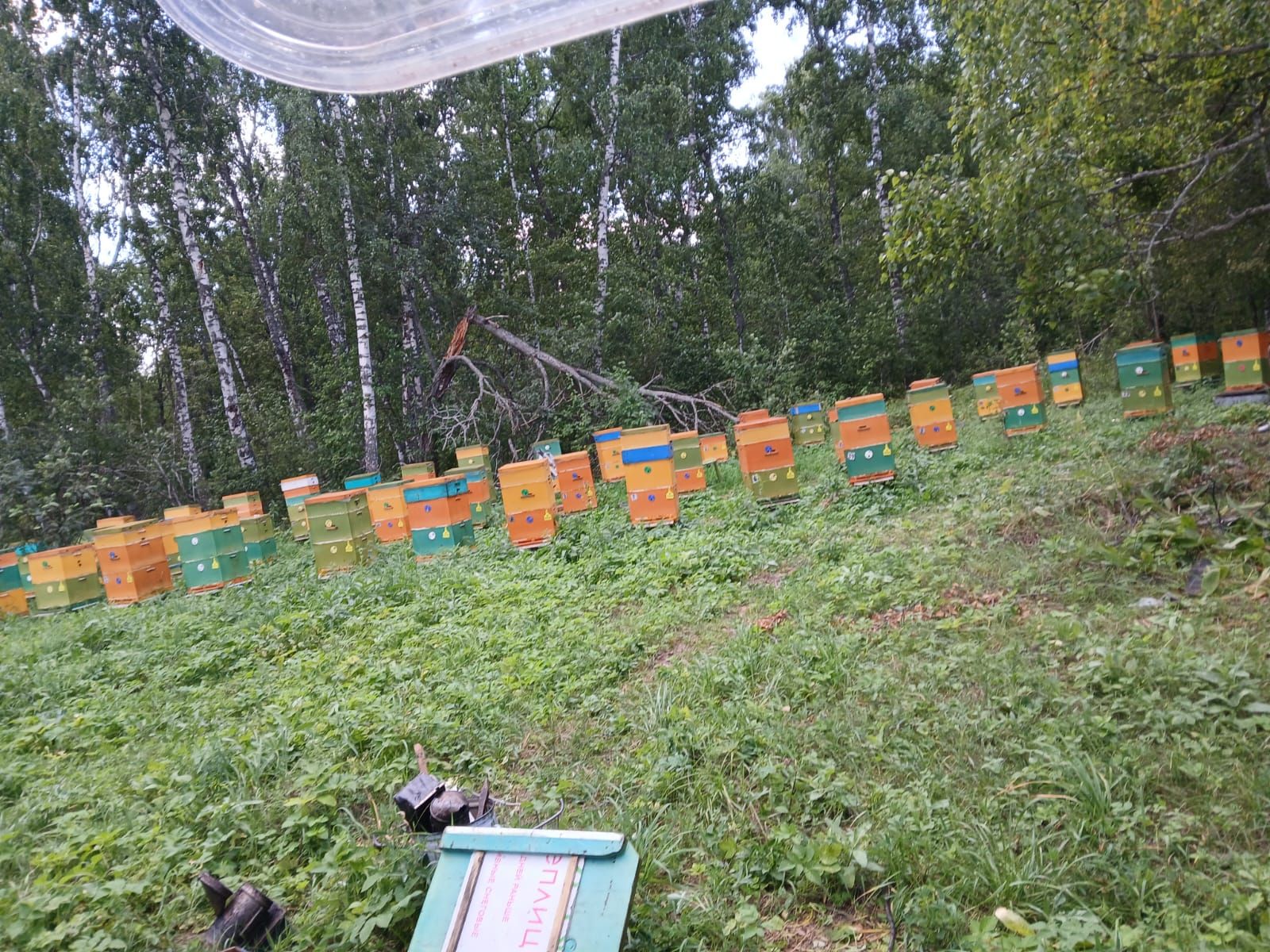 1 сентябрьгә кадәр Лениногорск  умартачылары корт ояларын теркәргә тиеш булачак