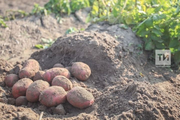 Һава торышы көйсезләнә: бәрәңгене кайчан утыртырбыз?