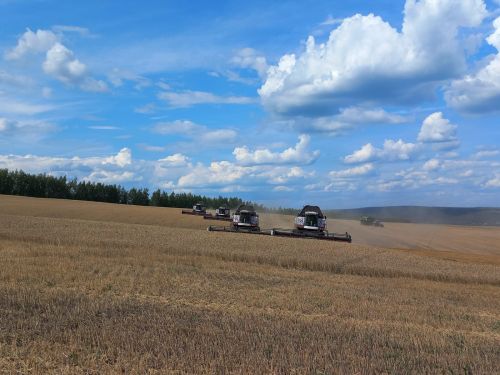 Лениногорск аграрийлары быелгы уракта 60 мең тоннага якын ашлык җыеп алды