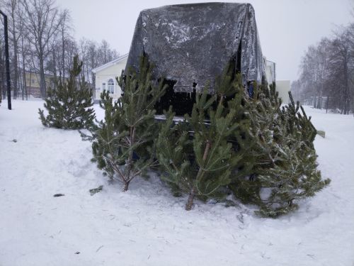 Лениногорск урманчылыгы хәбәр итә: «Чыршы» операциясе бара, рөхсәтсез чыршы кисәргә ярамый