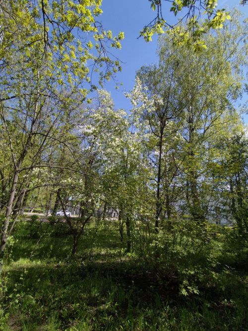 Быел Лениногорскида талпаннар иртәрәк «уянган»