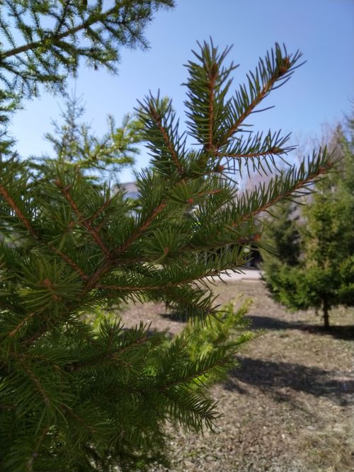 Лениногорскига +16 градус җылы килә