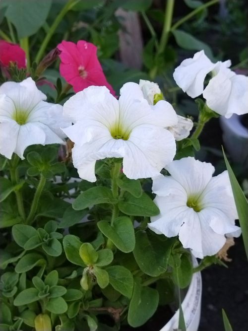 Петуния белән гортензия чәчәкләренең яфрагы саргайса, нишләргә?