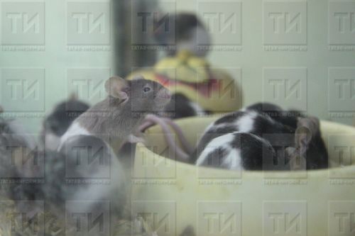 Татарстанда тычкан бизе белән авыручылар саны ике тапкыр арткан