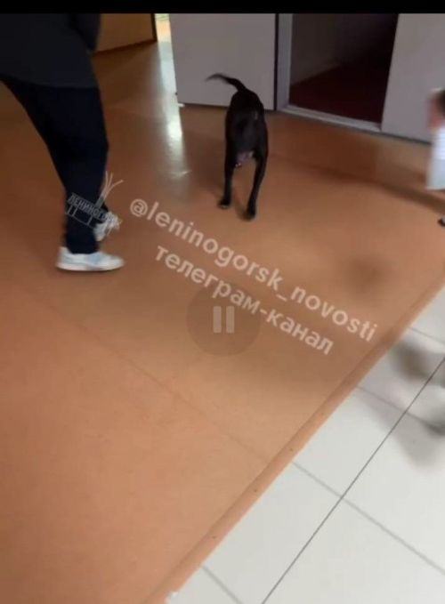 Лениногорскида 7нче мәктәп эченә эт үтеп кергән, мәктәп эчендә йөргән