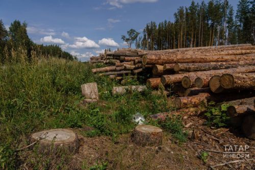 Урманчылыкка эшкә урнашачак яшь белгечләргә 500 мең сумга кадәр акча түләячәкләр