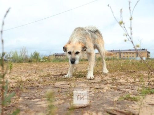 Лениногорск районында 68 кеше йорт хайваннарыннан зыян күргән