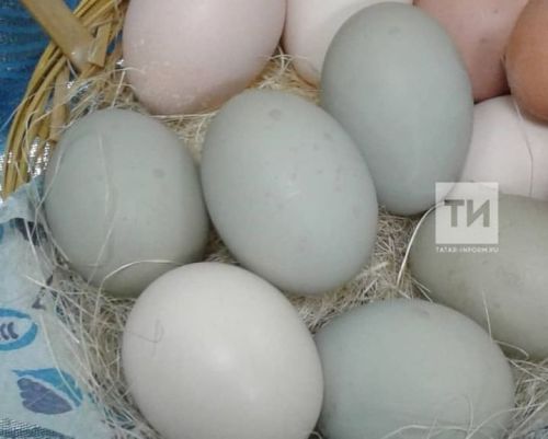 Йомырка: кыздырыпмы, пешерепме?