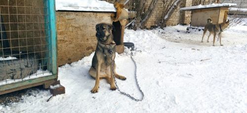 Лениногорск ветеринария берләшмәсе этләрне чиплаштыру кагыйдәләрен аңлата