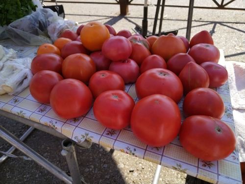 Бакчачы Рәмзия Әхмәдуллина помидорларда буш чәчәкләр булмасын өчен ниләр киңәш итә?