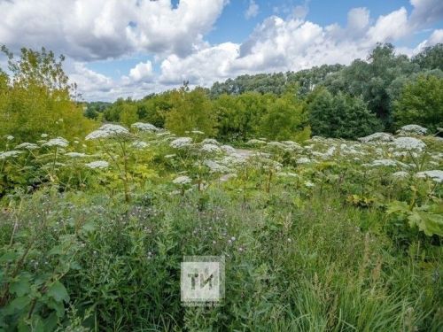 Миллион сумга кадәр штраф: Татарстанда балтырган үскән өчен акчалата штраф салачаклар