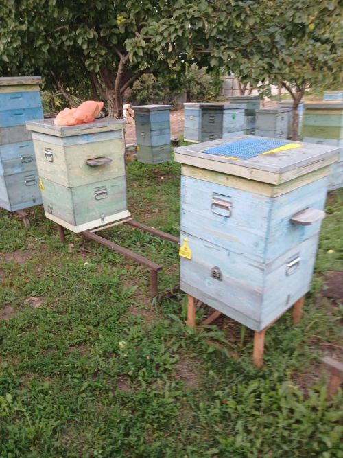 1 сентябрьгә кадәр Лениногорск  умартачылары корт ояларын теркәргә тиеш булачак
