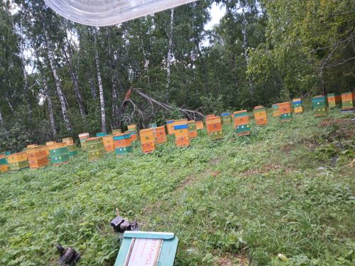 1 сентябрьгә кадәр Лениногорск  умартачылары корт ояларын теркәргә тиеш булачак