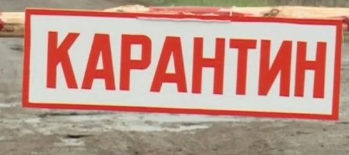 Татарстанның өч районында котыру чиренә каршы карантин игълан ителде