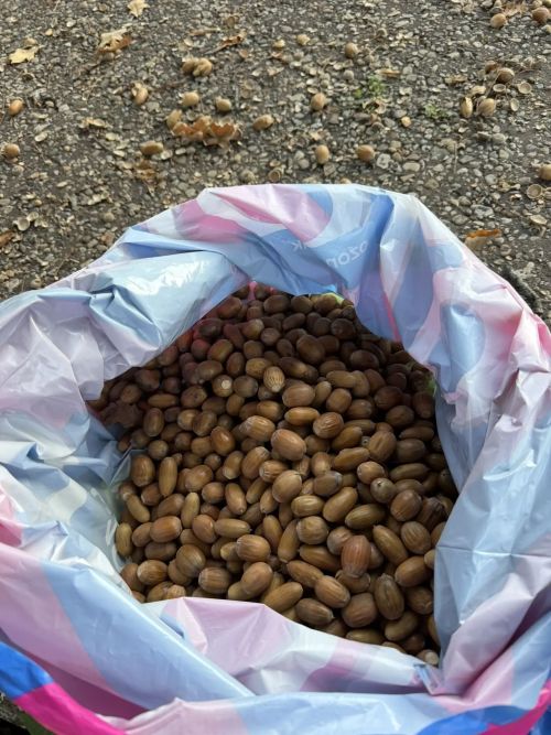 Лениногорскиның яшь экологлары урман хуҗалыгына ярдәм күрсәтә
