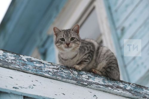 Синоптик фаразы: Татарстанга якындагы ялларда бозлы яңгырлар киләчәк