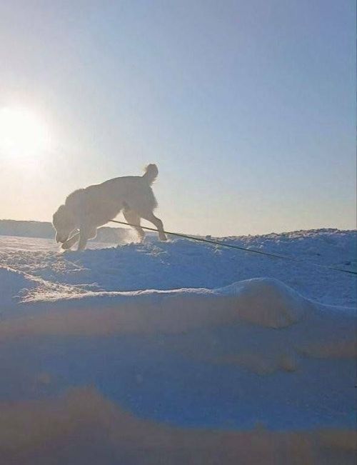 «Салкынны озатыйк инде» :Миңнеханов үзенең этенең фотографиясе белән уртаклашты һәм татарстанлыларга җылы көннәр теләде