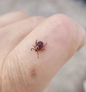 Черкиләрдән арыныр өчен нинди хуш исле майлар кулланып була?