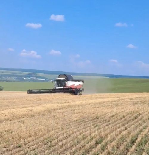 Лениногорск районы кырларында комбайннар уҗым культураларын суктыра