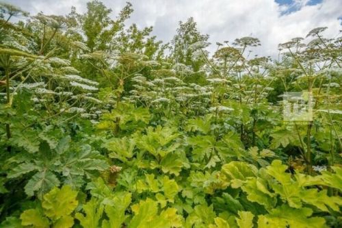 Лениногорск халкы урамдагы куркыныч борщевик үсемлегенә зарланган